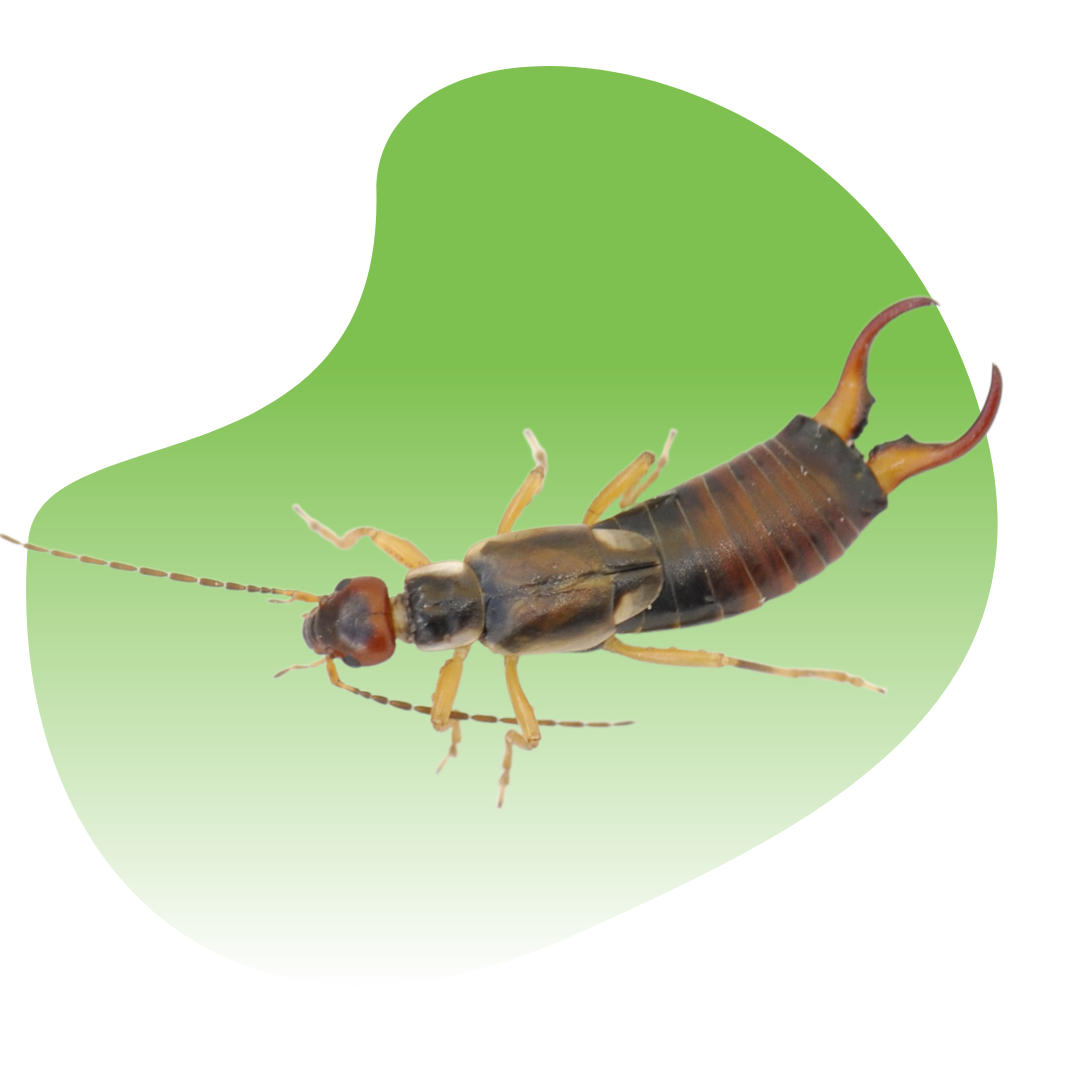 Fortified Pest Management I Las Vegas Exterminator